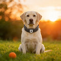 Smart 4G LTE Pet GPS Tracking Collar Mini WiFi Cat Dog Anti-Theft Real-Time Anti-Lost Locator