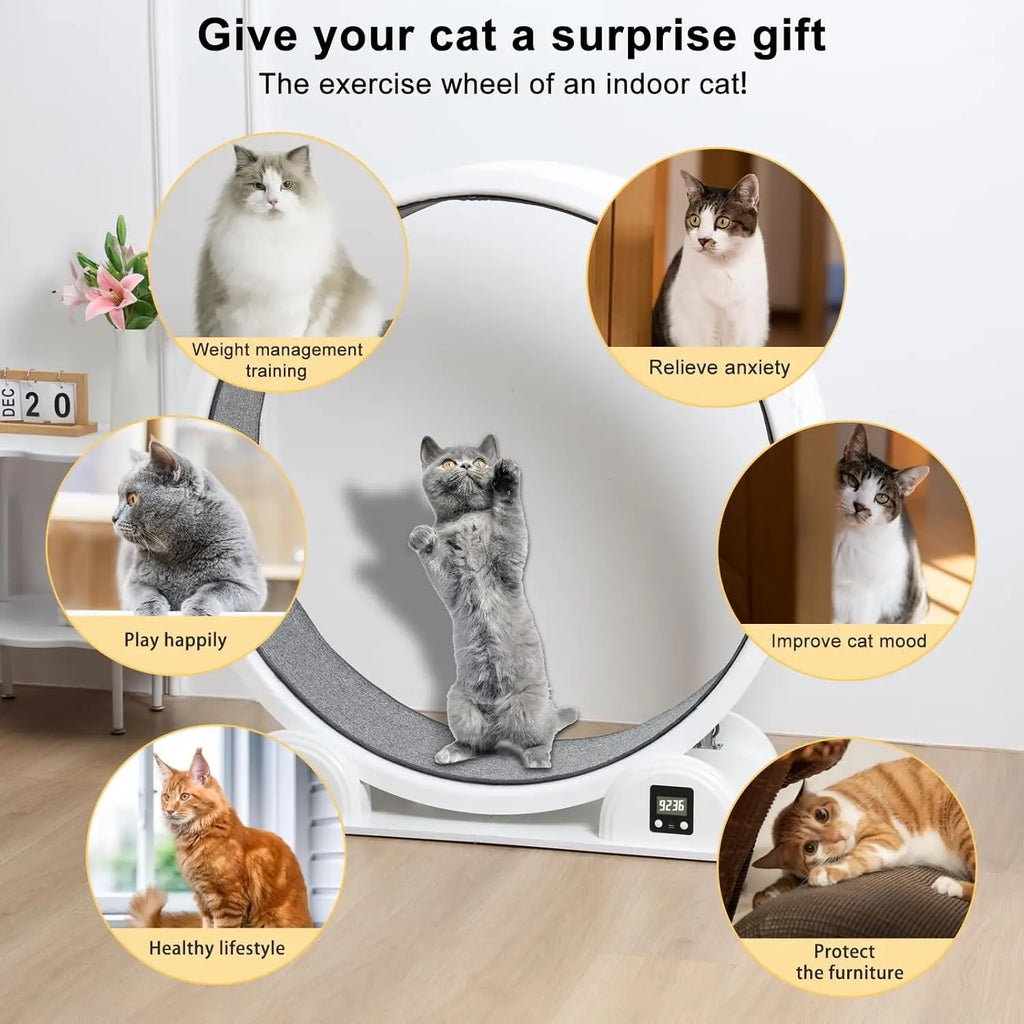 New Arrival 41 Inch Large Cat Pet Fitness Toys Exercise Wheel Pedometer Running Wheel Sports Roller Cat Treadmill