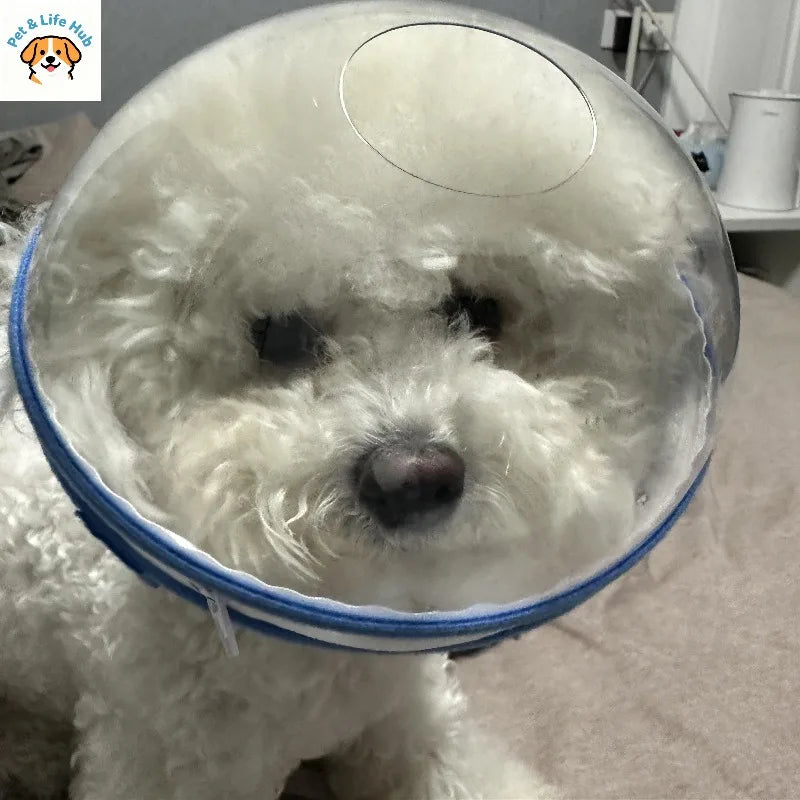 Pet headgear to prevent licking and biting mascotas accessorios para perros pet dog accessories designer pet kittens and dog